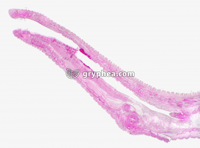 Sangsue CL x7 - gryphea.org